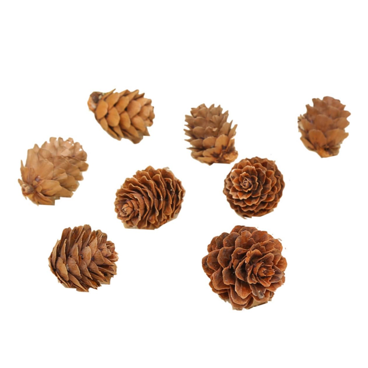 210piezas Decoraciones de Piñas Naturales Mini Piñas Secas de Adorno Vegetal para Acción de Gracias y Navidad para Decoración de Hogar