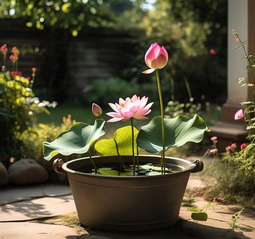 Image of BlimBurn Bowl Lotus Flower Seeds Mix - 50 Seeds Pack, Easy Care, Indoor /Outdoor Growing, Unique Hybrid Varieties