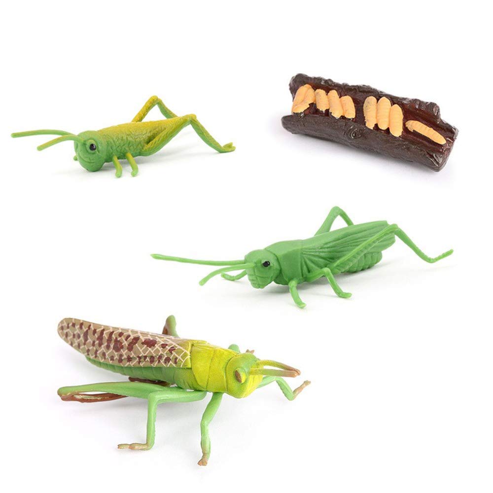 Locust Life Cycle