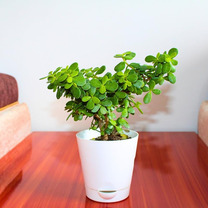 Organic Good Luck Jet Plant || Jade Plant || Live Plant for Home | With Self Watering Pot (Pack Of 1)-image-17