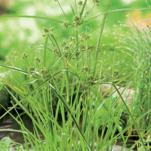 Plant Theory 9cm Pot Cyperus Alternifolius Umbrella Grass Pond Plants