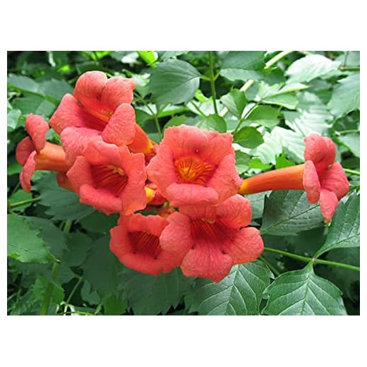 Trumpet Vine - Campsis radicans - 4" Pot with Root 100% Survival Guaranteed