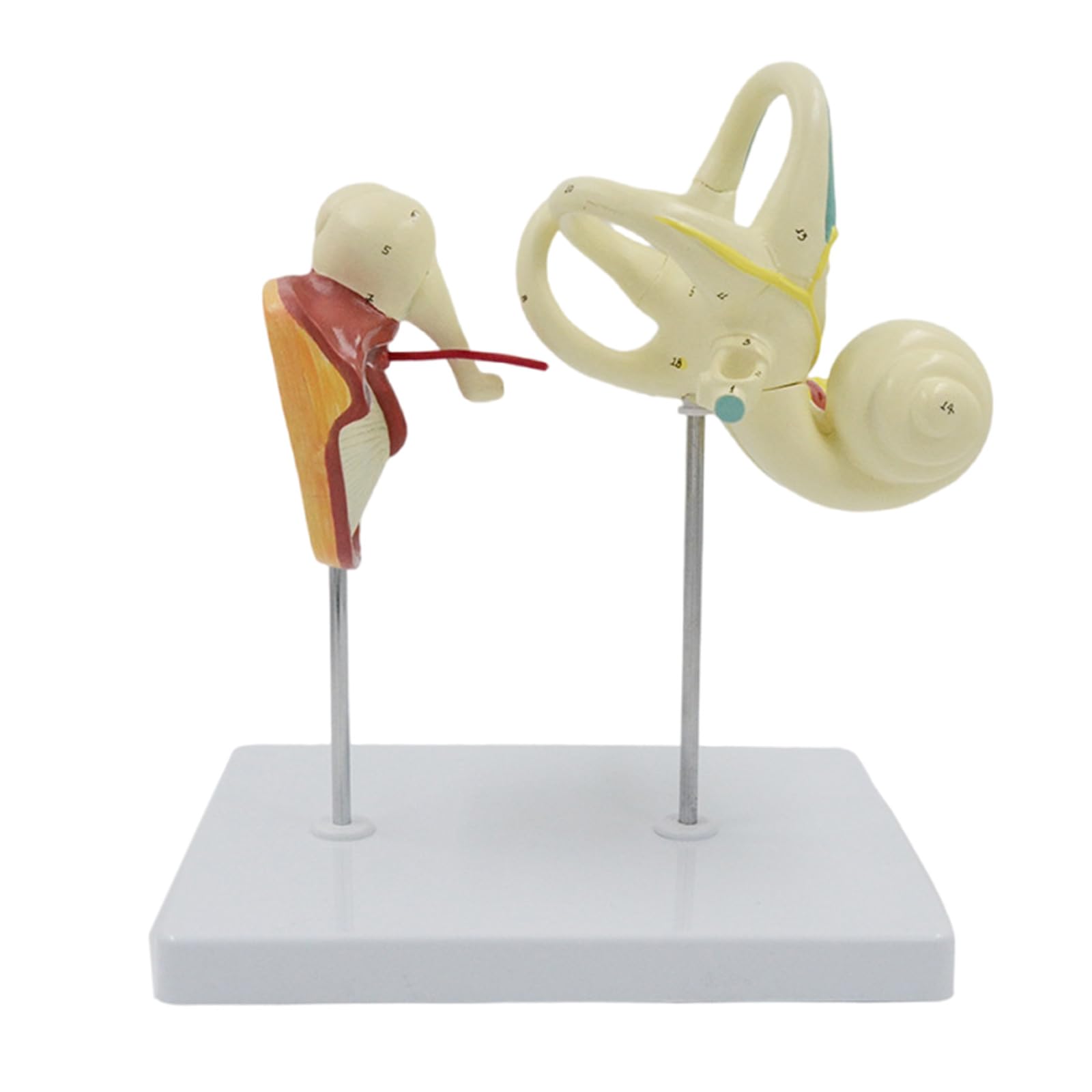 Ljmyy Human Ear Model for Anatomy Human Ear Anatomical Model Human Inner Ear Model Teaching Ear Internal Structure Model