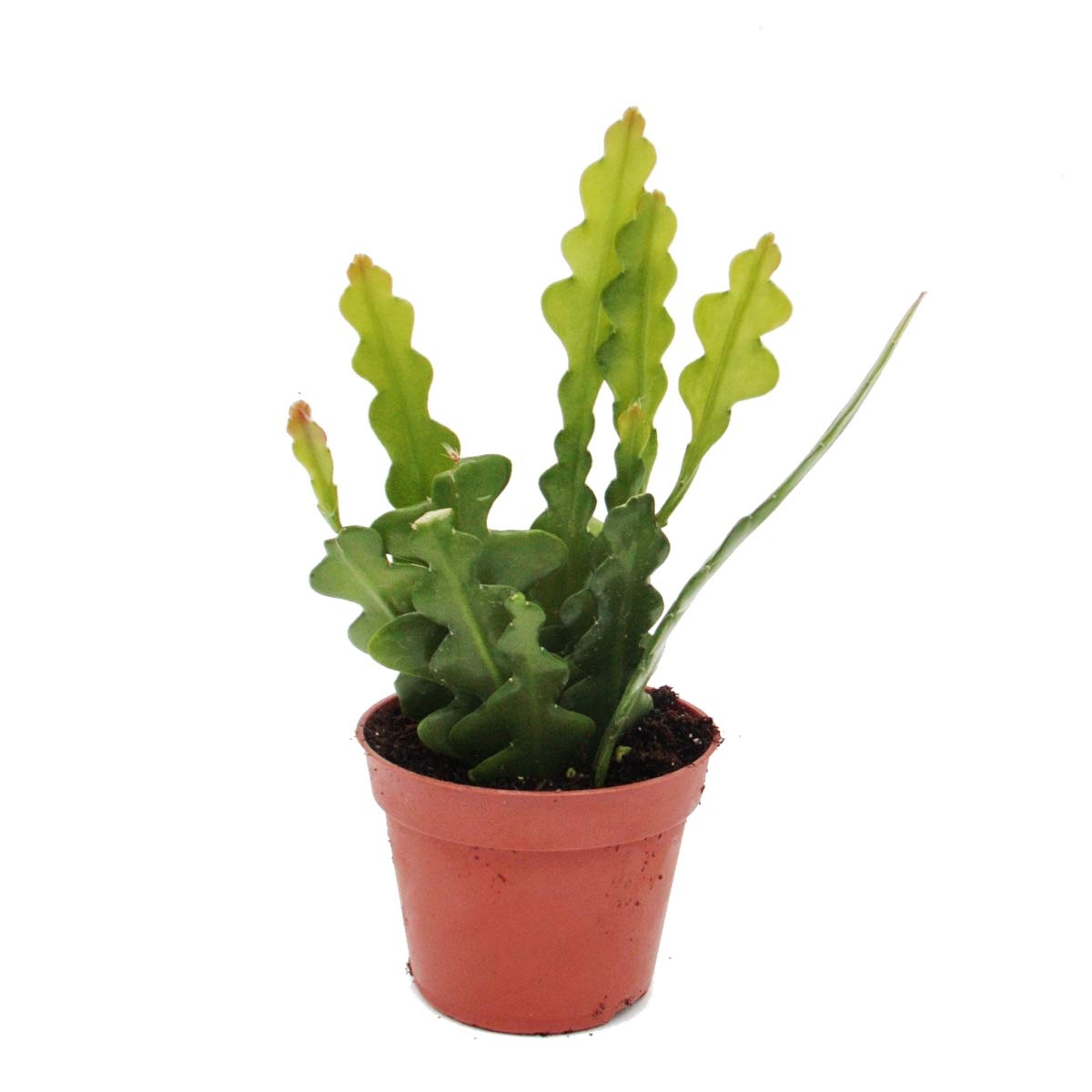 Epiphyllum anguliger - Krokodilschwanz-Kaktus, 9cm : Amazon.de: Garten
