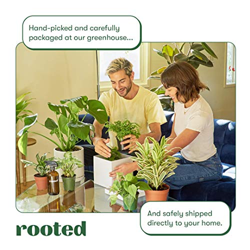 Variegated Rubber Plant - Ficus Elastica 'Tineke' | Live, Easy To Grow, And Low Maintenance Houseplant (6-Inch Pot) #TOP2