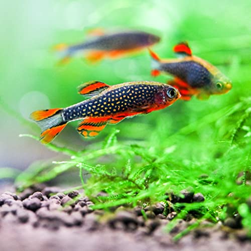 Neat&Tidy Galaxy Rasbora Celestial Pearl Danio Small (16 Fish Pack) - Live Fish for Aquarium Exotic Freshwater Live Fish