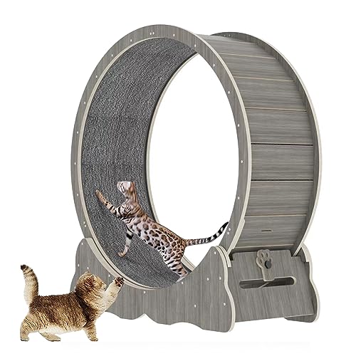 10 Best Hoiru Cat Wheels for Happy and Healthy Felines! - Furry Folly