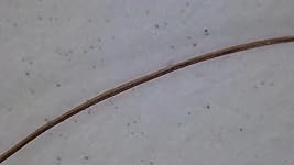 Review Image by LouF