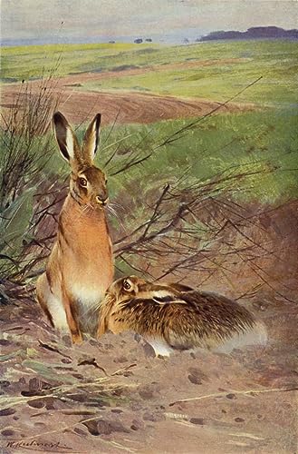 Affiche Lièvre de Wilhelm Kuhnert impression sur toile 60x90cm pour salon