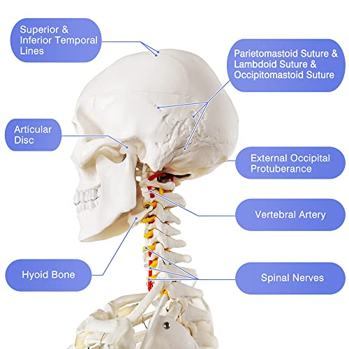 Image of 2026 New Medical Anatomical Human Skeleton Model, Life Size Medical Human Skeleton Model with Nervous System 70.8 in with Rolling Stand for Medical Study and Colorful Display Posters