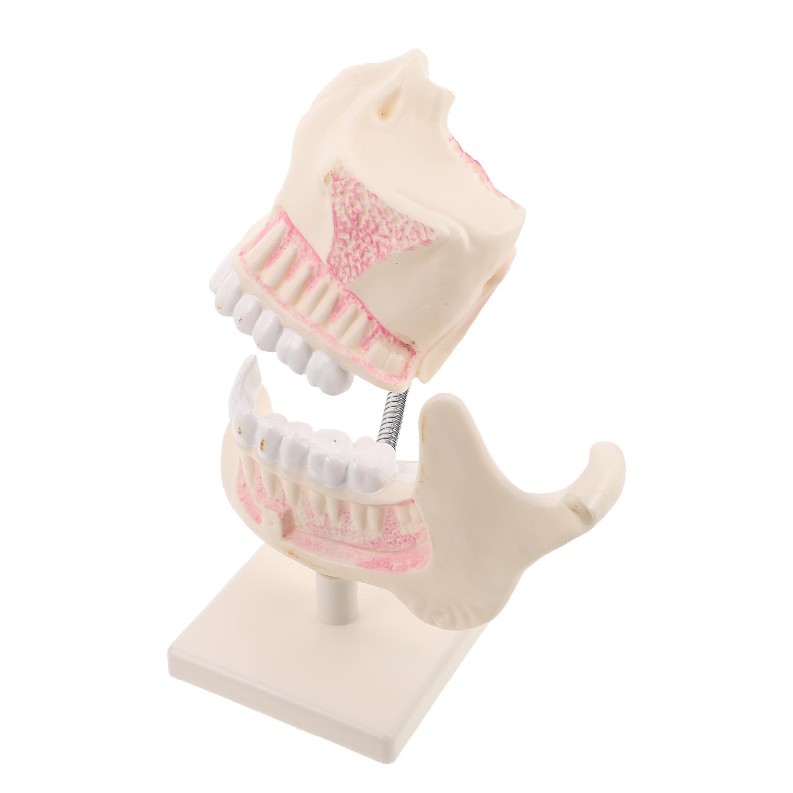 Modello di Denti in Plastica per Studi Dentistici Simulazione Realistica per Formazione e Insegnamento Modello di Studio Clinico per Scuole di Odontoiatria