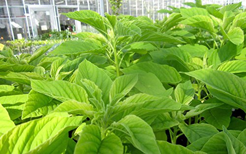 Organic Seeds Amaranth Chinese Spinach Green Edible Vegetable 400+++ #TOP1