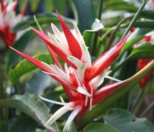 Siddhi Vinayak Gallary® Bird of paradise flower bulbs for Your Garden | red and white Bird of paradise Flowering Plants Seeds | Summer Flowering Seeds for Planters pack of 1 bulb (B0C1ZDM21C) Amazon Price History, Amazon Price Tracker