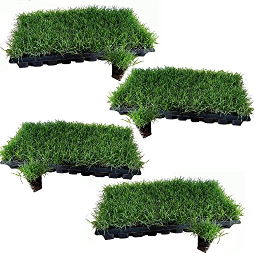 Tahoma 31 | Bermuda Grass Plugs - 200 Large Plugs Fast Growing Low Maintenance Green