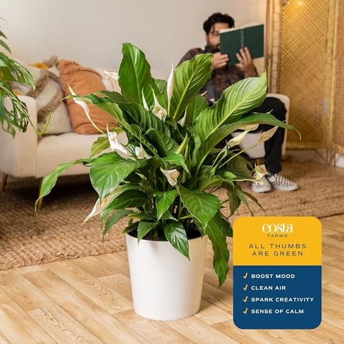 Image of Costa Farms Peace Lily Live Plant in Decorative Pot, Air Purifying Flowering Large Indoor Houseplant, Perfect for Home, Room, or Office Decor, Great House Warming or Birthday Gift, 2-3 Feet Tall