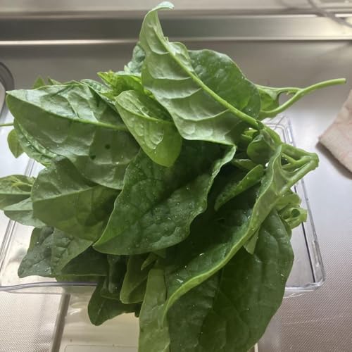 農薬不使用 新鮮野菜つるむらさき約300g ネコポス 農薬不使用 新鮮野菜つるむらさき約300g ネコポス