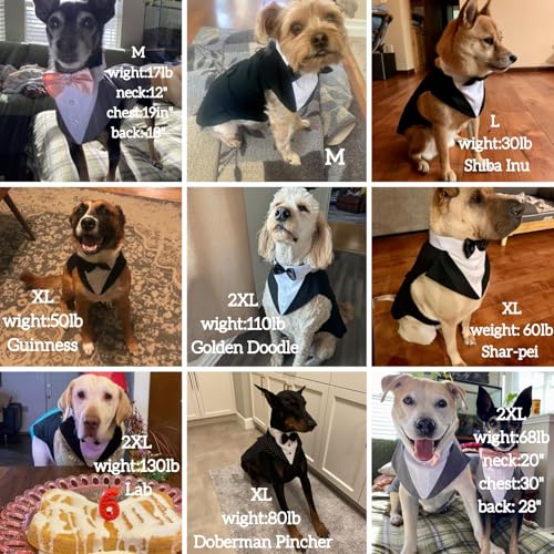 DORA BRIDAL Dog Tuxedo for Small Dogs,Dog Suit and Bowtie, Formal Dogs Wedding Outfit, Pet Tuxedo and Bandana Set Valentines Birthday Christmas Party Costumes for French Bulldog, Pomeranian, Blue,S - Image 7