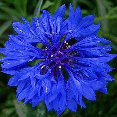 Amazon.com : Bachelor's Button Dwarf Mix Seeds - Polka Dot Mix