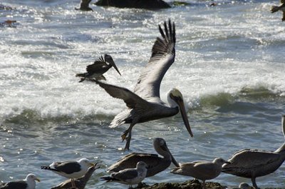 I can Fly HUGE Fine Art Photograph by Verlangieri By Michael Verlangieri