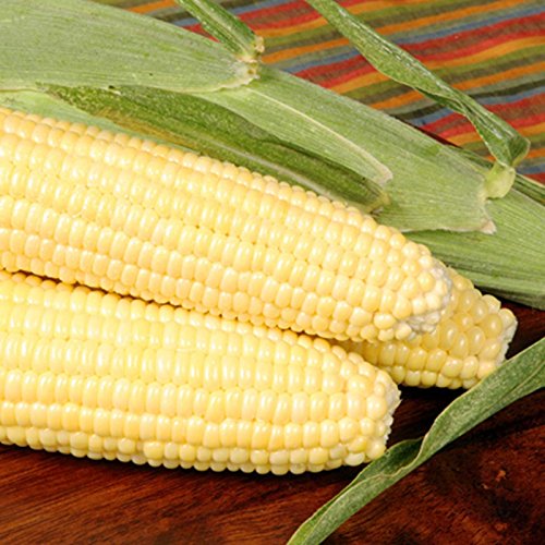 Mountain Valley Seed Co Bodacious R/M Hybrid Corn Garden Seed 1 Lb Non-GMO