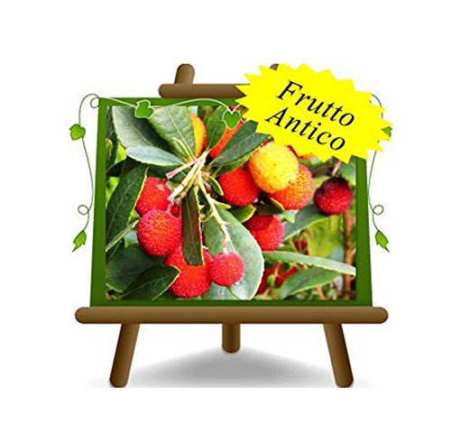 Erdbeerbaum Arbutus Unedo - Busch - Obstpflanzen antik - Baum max 120 cm - 2 Jahre Anbau Italien Cover