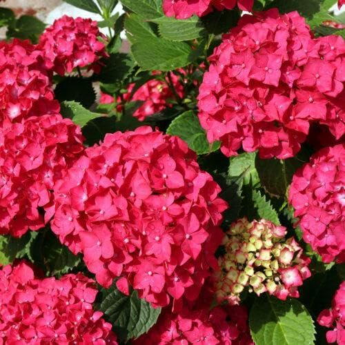 Hortensie Hydrangea macrophylla rot 3040cm im Topf | 1x blühende Bauernhortensie großblumig & winterhart | sofort pflanzbar