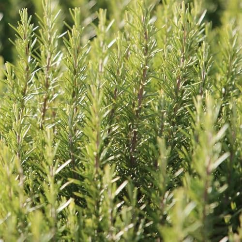 500 piezas semillas de romero perenne resistente semillas hortalizas balcón resistentes, perennes resistentes