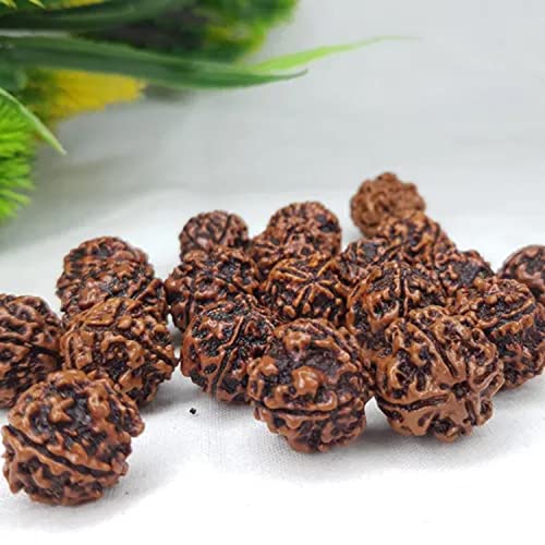 Image of Vado Certified 4 Mukhi Nepali Rudraksha with Authentic Lab Certificate Natural Beads (4 Mukhi)