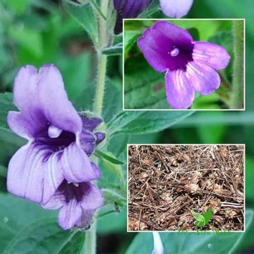 4 pack of 100-gram - Nhan Tran tea leaf Sticky adenosma tea Adenosma glutinosum Leaf Hoa mom soi, Tuyen huong lam Che noi Che cat, Adenosmatis Caerulei