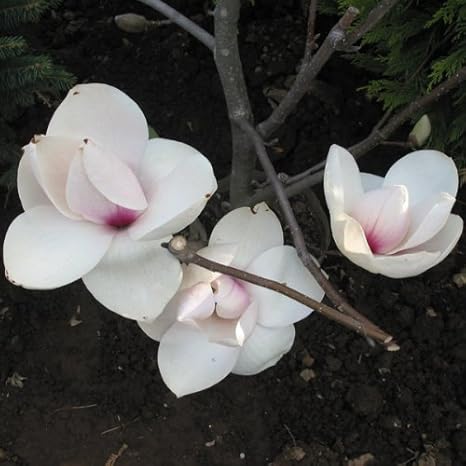 Amazon Co Jp モクレン マグノリア サヨナラ5号ポット ホーム キッチン Amazon Co Jp モクレン マグノリア サヨナラ5号ポット ホーム キッチン