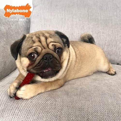 Nylabone, Basted Blast, Extrem starker Kaueffekt, Hundespielzeug aus Nylon, Knochenform, Haltbarer Kauknochen, Geschmack: Speck und Steak, Klein, Für Hunde bis 11 kg, 2er Pack