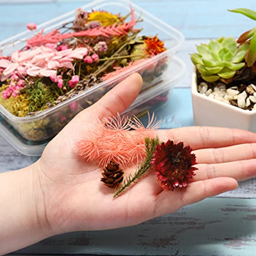 Flores Secas Resina Mezcladas Naturales Decorativas 2PCS miniatura 4