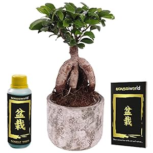 vdvelde.com – Bonsai Boom Ginseng + Pot – Bonsaiboom Hoogte Ca. 30 cm – Inclusief Pot, Bonsai boek en Bonsai voeding