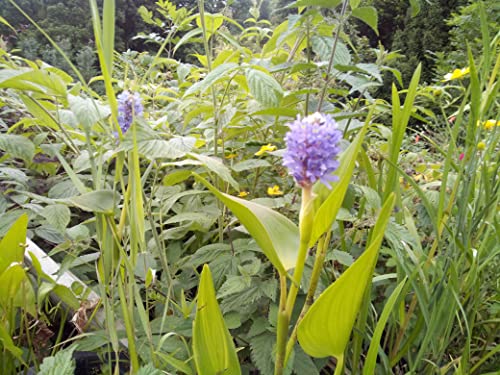 2 Pflanzen Hechtkraut Pontederia Cordata Teichpflanze Wasserpflanze bis 30cm Wasserstand, Dauerblüher aus Naturteich - Image 3