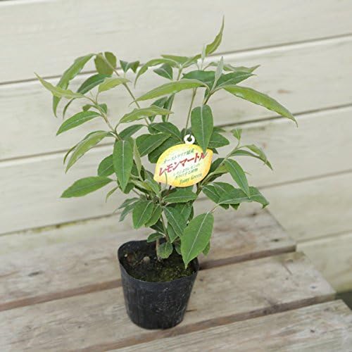 Amazon 鉢花 レモンマートル ポット 苗 観葉植物 オンライン通販