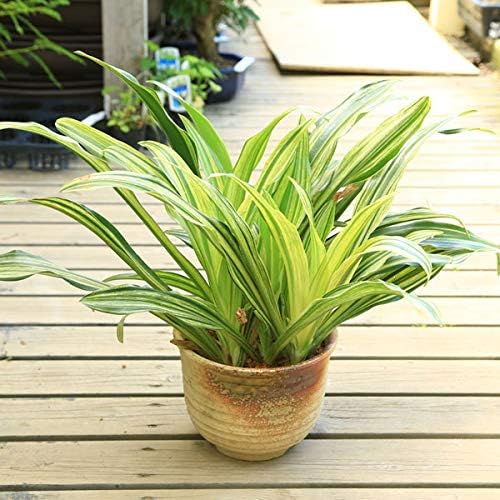 Amazon 厄除け 観葉植物 オモト 万年青 萬古焼深鉢 丸鉢 観葉植物 オンライン通販 Amazon 厄除け 観葉植物 オモト 万年青 萬古焼深鉢 丸鉢 観葉植物 オンライン通販