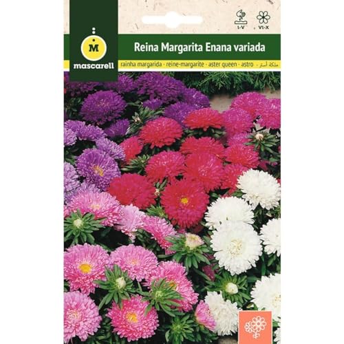 Mascarell Semillas, REINA MARGARITA ENANA VARIADA, Semillas Flores Exterior para Decoración, 1 Gramos