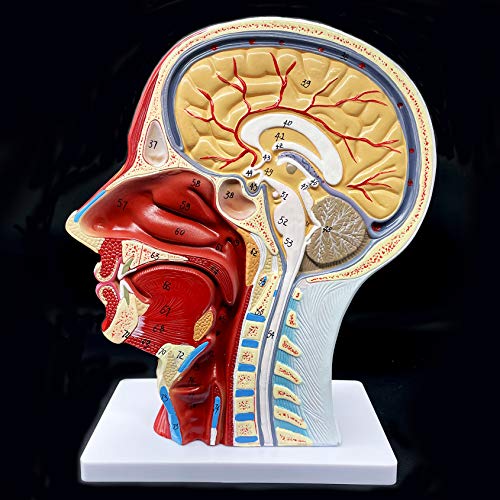 Image of Human Head Anatomical Model Life-Size Nasal Cavity Throat Brain Anatomy for Science Classroom Study Display Teaching Model