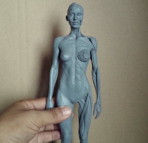 Human Body Musculoskeletal Anatomical Model for Study and Teaching (30CM4)
