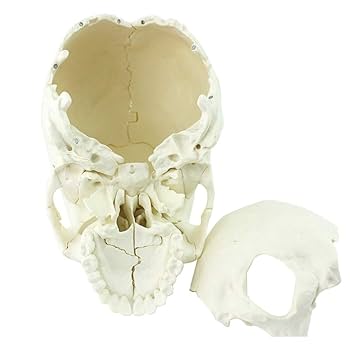 医療用　頭部人骨 頭骨模型・頭蓋骨模型 | トワテック