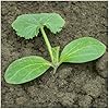 Seed Needs Zucchini Seeds for Planting Black Beauty Summer Squash - Non-GMO, Heirloom & Untreated - Prolific Yields of Delicious Zucchinis in a Home Grown Outdoor Vegetable Garden (1 Pack) #5
