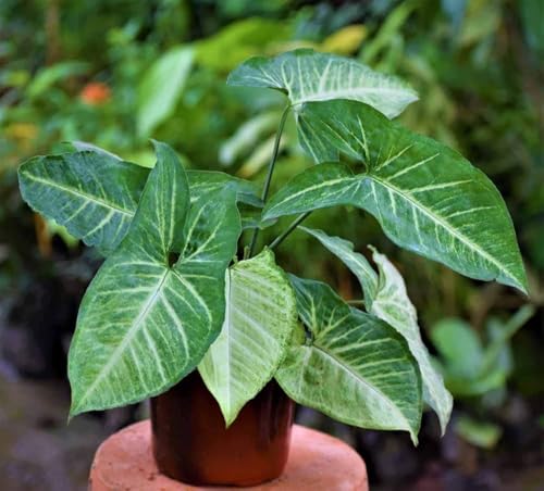Live Syngonium Indoor Plant | Pot Not Included | Variegated Green...
