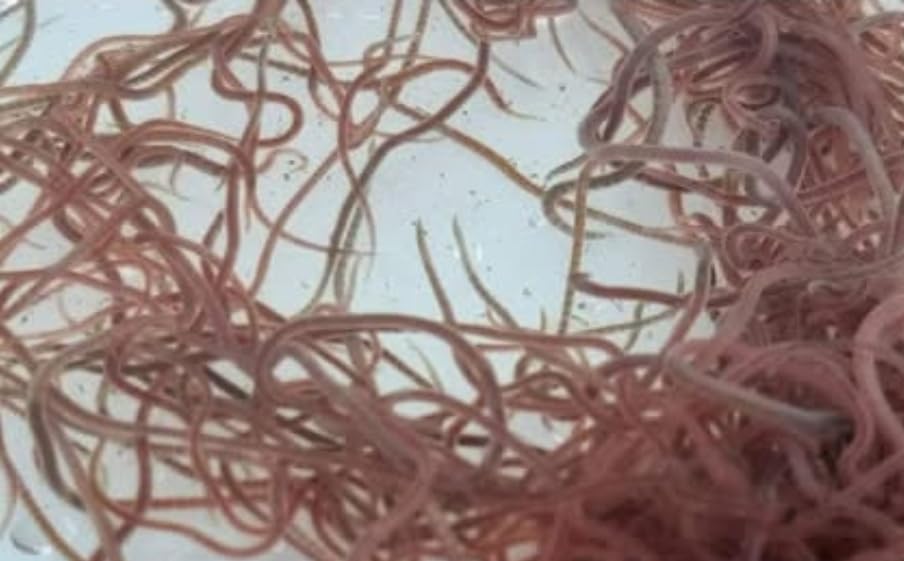 Live California Blackworms, Fresh Live Fish Food for Tropical & Coldwater Fish, Pack of 1, 90ml Bag