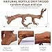 BNOSDM 2PCS Reptile Wood Branches Decor,Lizard Habitat Natural Wood Decoration,Snake Climbing Branch Accessories,Terrarium Tree Trunk Ornament for Bearded Dragon Gecko Frog Chameleon Spider