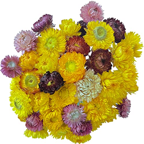 Ramo de flores secas naturales margaritas 40 pcs miniatura 3