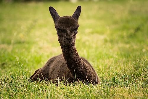 Image of WARRIOR ALPACA SOCKS - All Day - Everyday - Terry Lined - Cushioned - All-Purpose Socks - Unisex (Medium, Black /Marl - Quarter Crew)