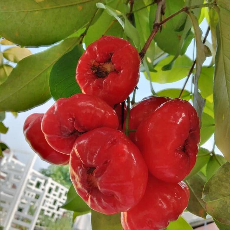 Cloud Farm Air Layered Watery Rose Apple Live Plant[CF34] (B09Y3FHM1P) Amazon Price History, Amazon Price Tracker