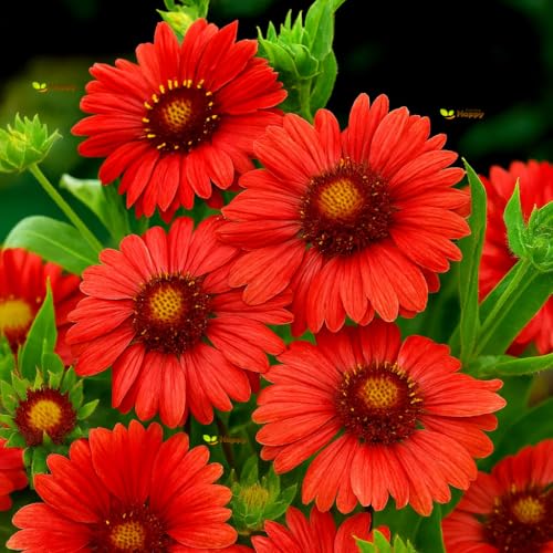 Blanket Flower Burgundy Seeds 40 Gaillardia aristata Perennial Seeds | Wine Red Blooms Pollinator-Friendly Drought-Tolerant | Bonus Plant Tag + Freebie Included