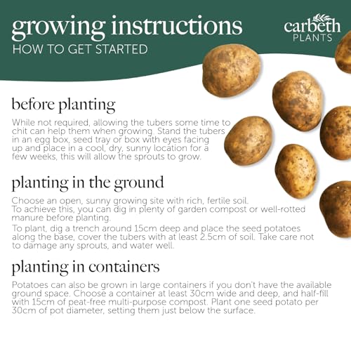 Carbeth Plants Maris Piper Seed Potatoes 11 Tuber Pack - Main Crop Potato for Planting Now in UK Gardens - Easy Grow High Yielding Great Tasting Harvest - Perfect for Roasting, Baking, Mashing & Chips
