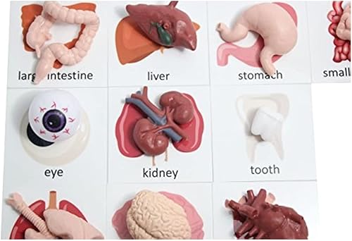 Curious Minds Busy Bags Montessori Human Organ Match - Partes del cuerpo en miniatura con tarjetas a juego - Juguete de aprendizaje de biología de